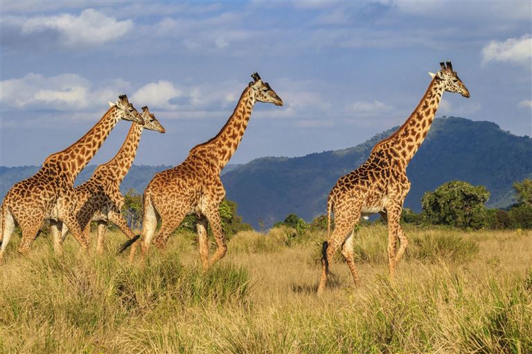 Tansanias atemberaubende Tierwelt – Rundreise