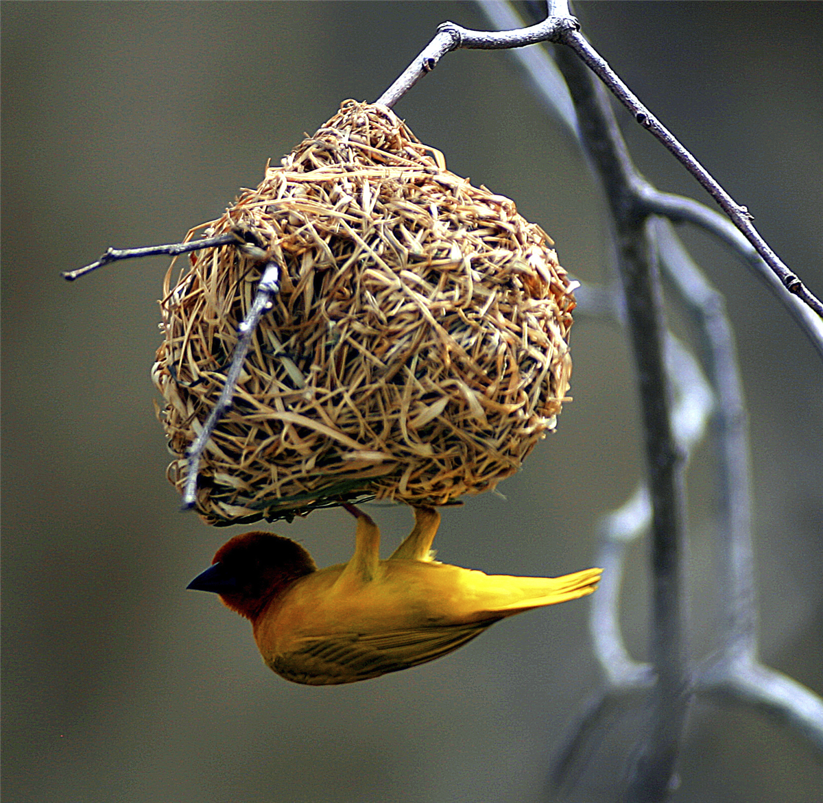 Webervogel im Nest