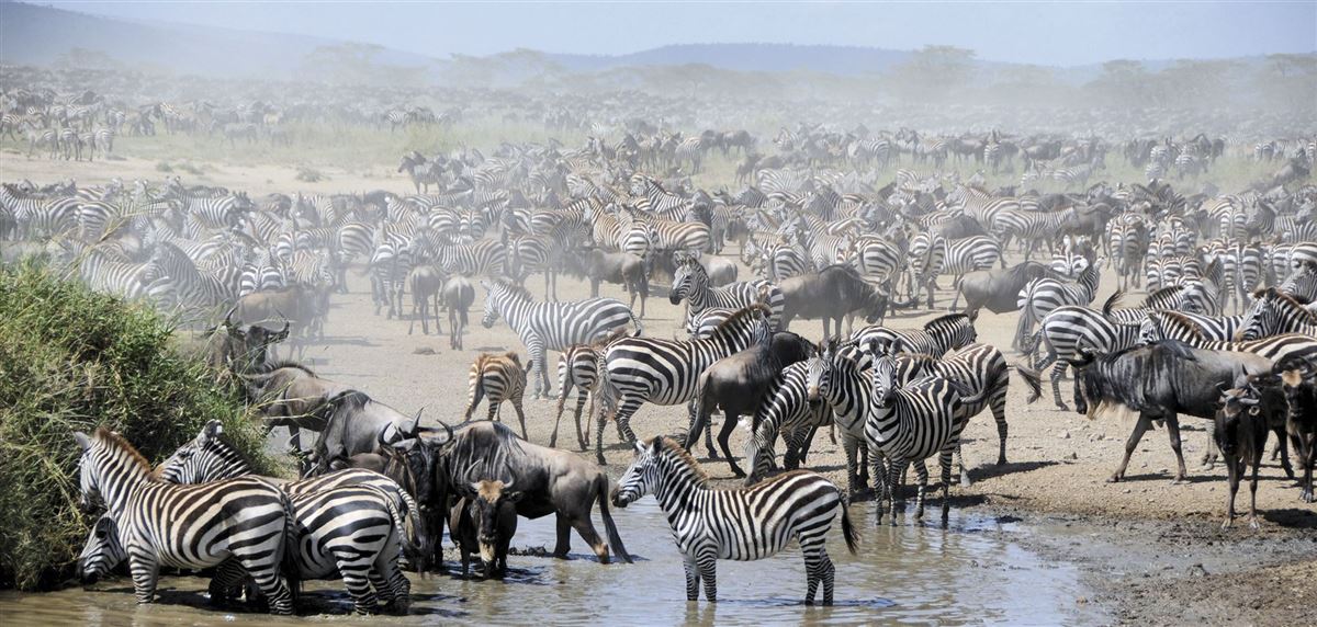 Tausende Zebras und Gnus ziehen durch die Steppe