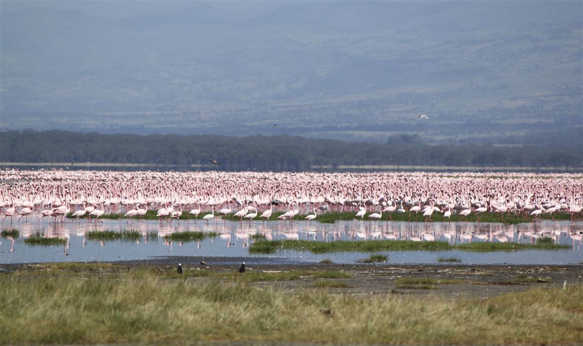 Flamingos und Pelikane am Kratersee