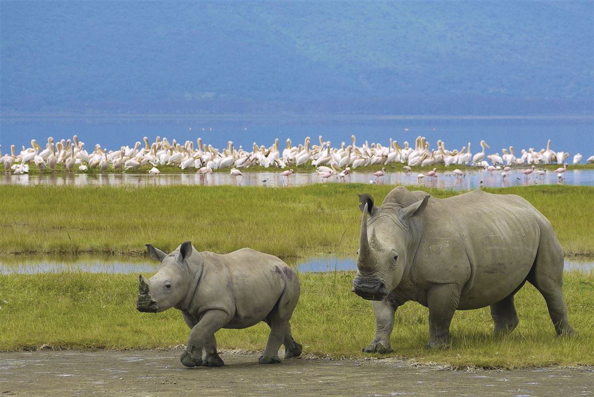Nashörner im Ngorongoro Krater
