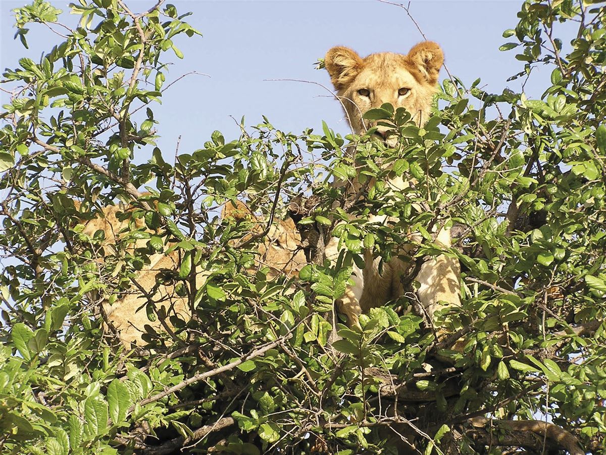 Die Baumlöwen im Lake Manyara Nationalpark