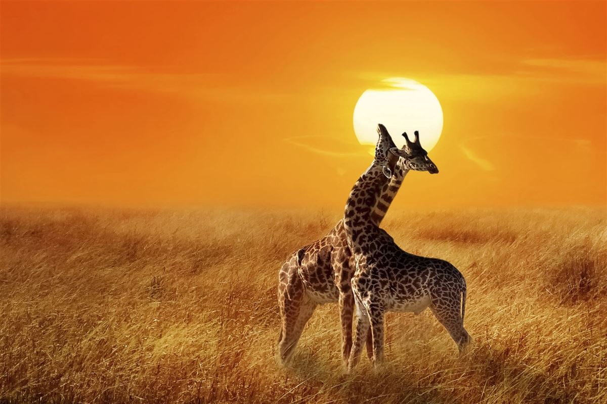 Kämpfende Giraffen in der Serengeti