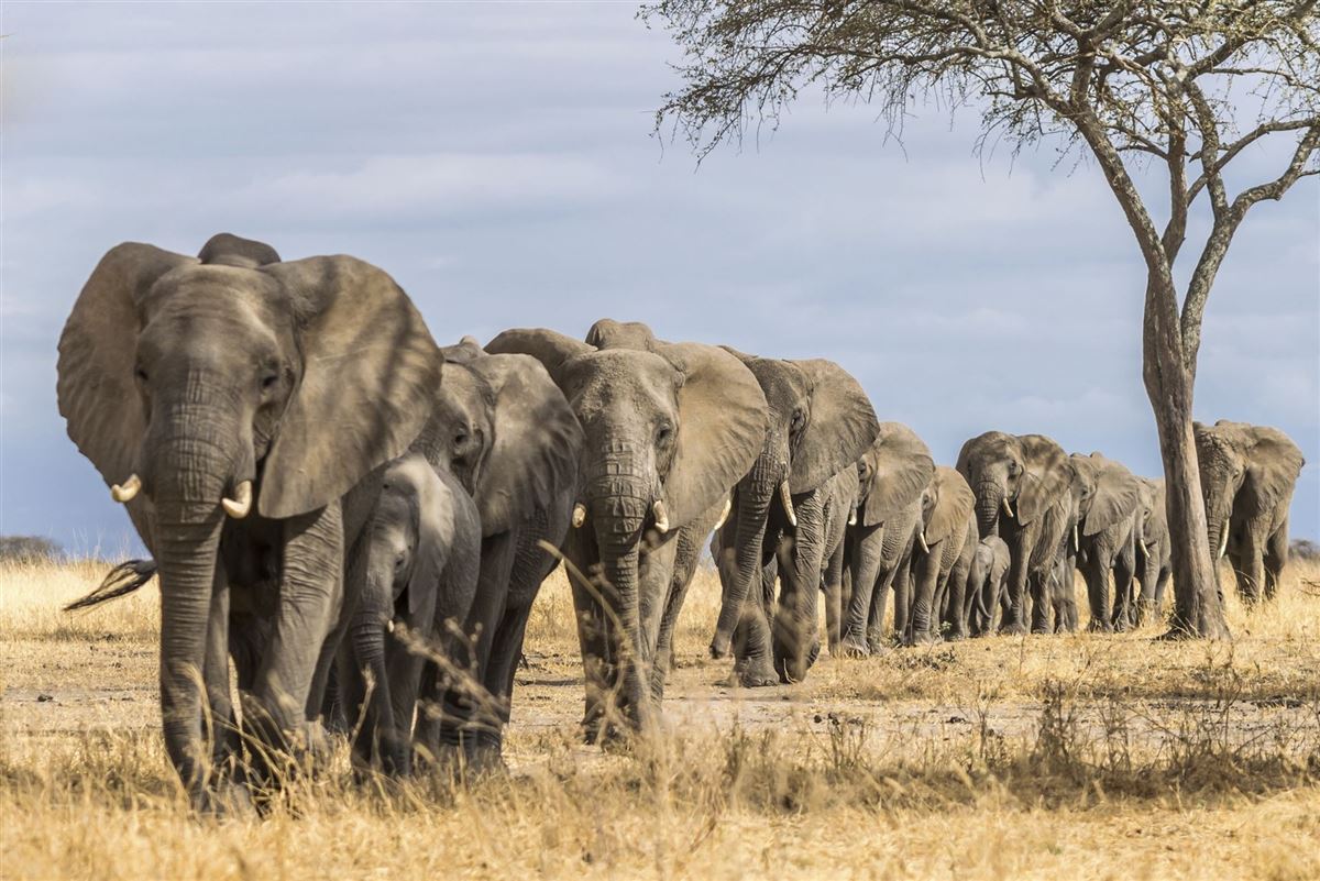 Elefantenherde in der Serengeti