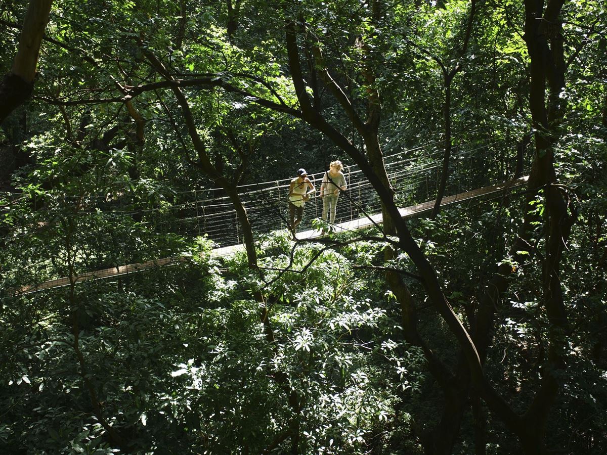 Hängebrücke im dichten Wald Tansanias