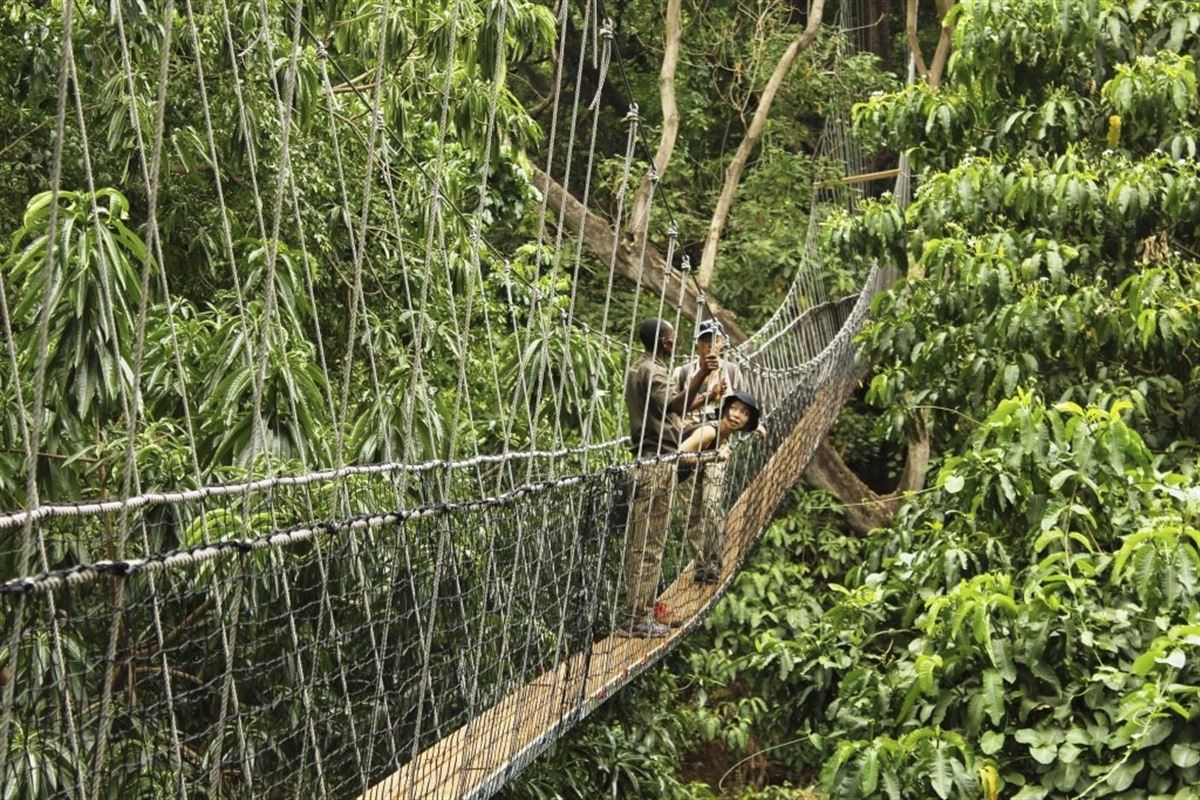 "Treetop Walk", Blick auf die Wildnis unter uns