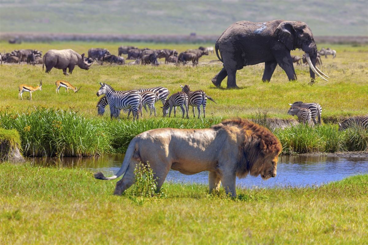 Nashorn, Springböcke, Zebras, Elefant und Löwe im Serengeti-Nationalpark, Tansania