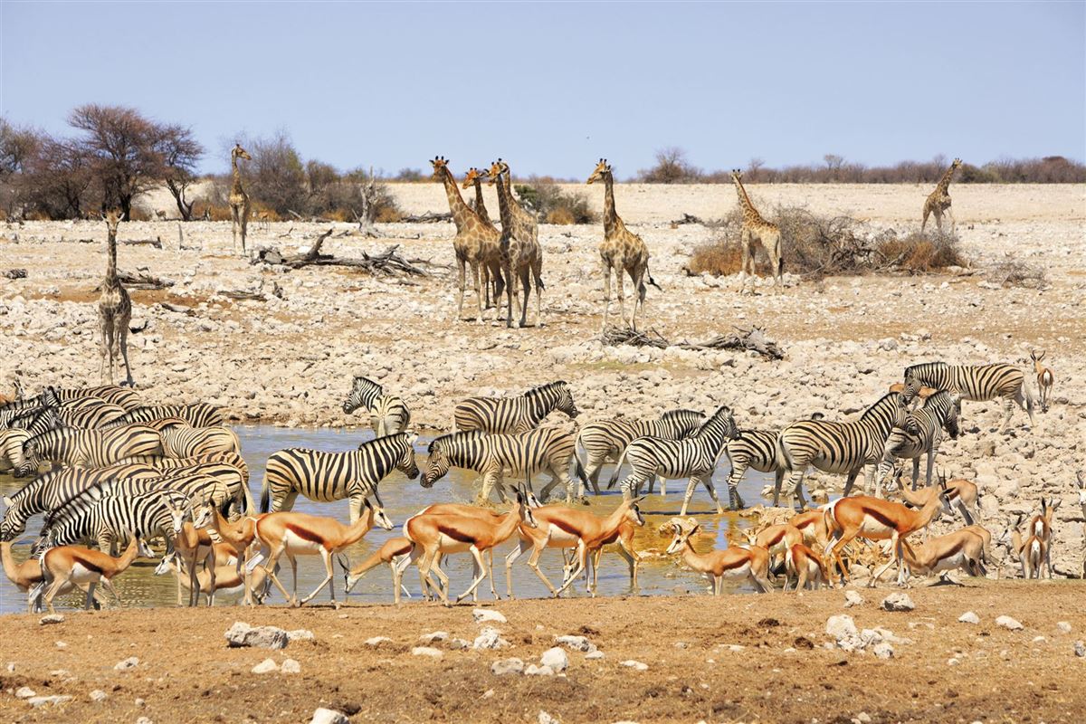 Am Wasserloch im Etosha-Nationalpark