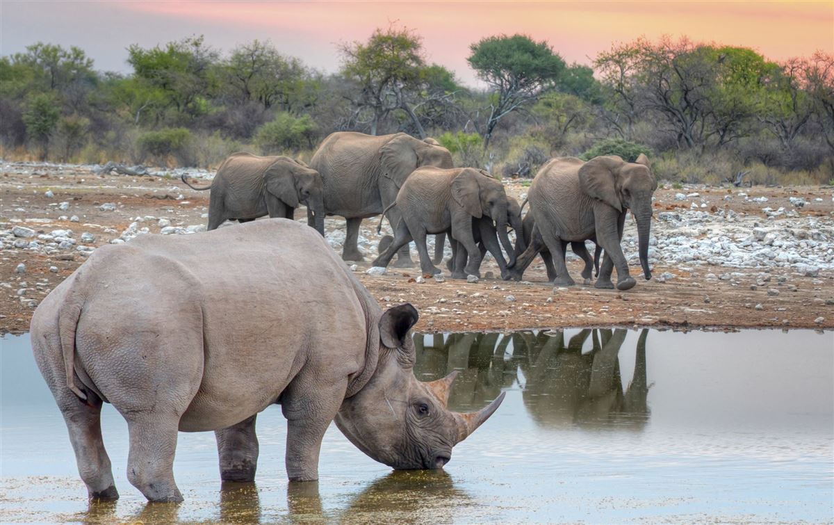 Am Wasserloch im Etosha-Nationalpark