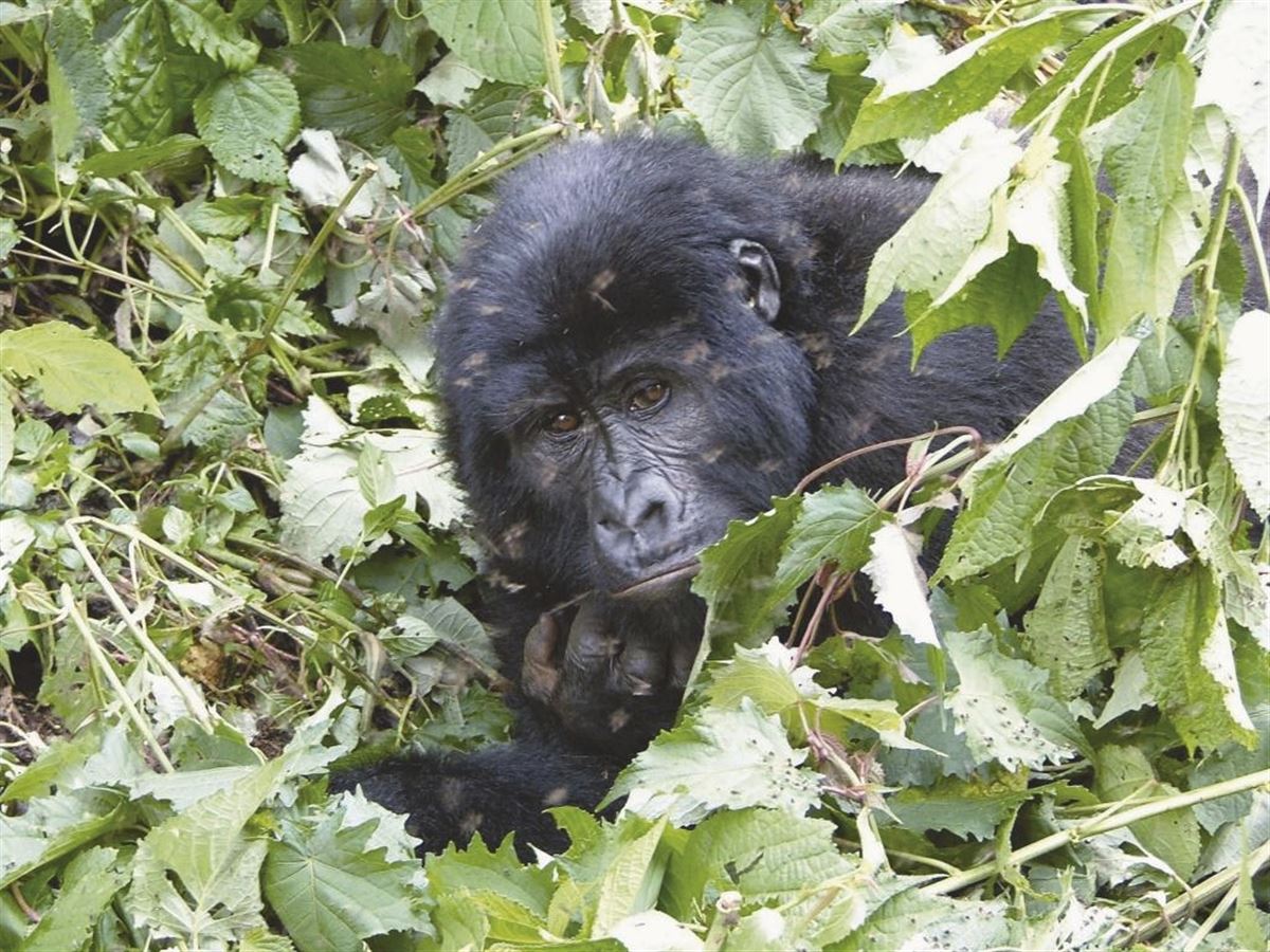 Beobachtung eines Gorillas