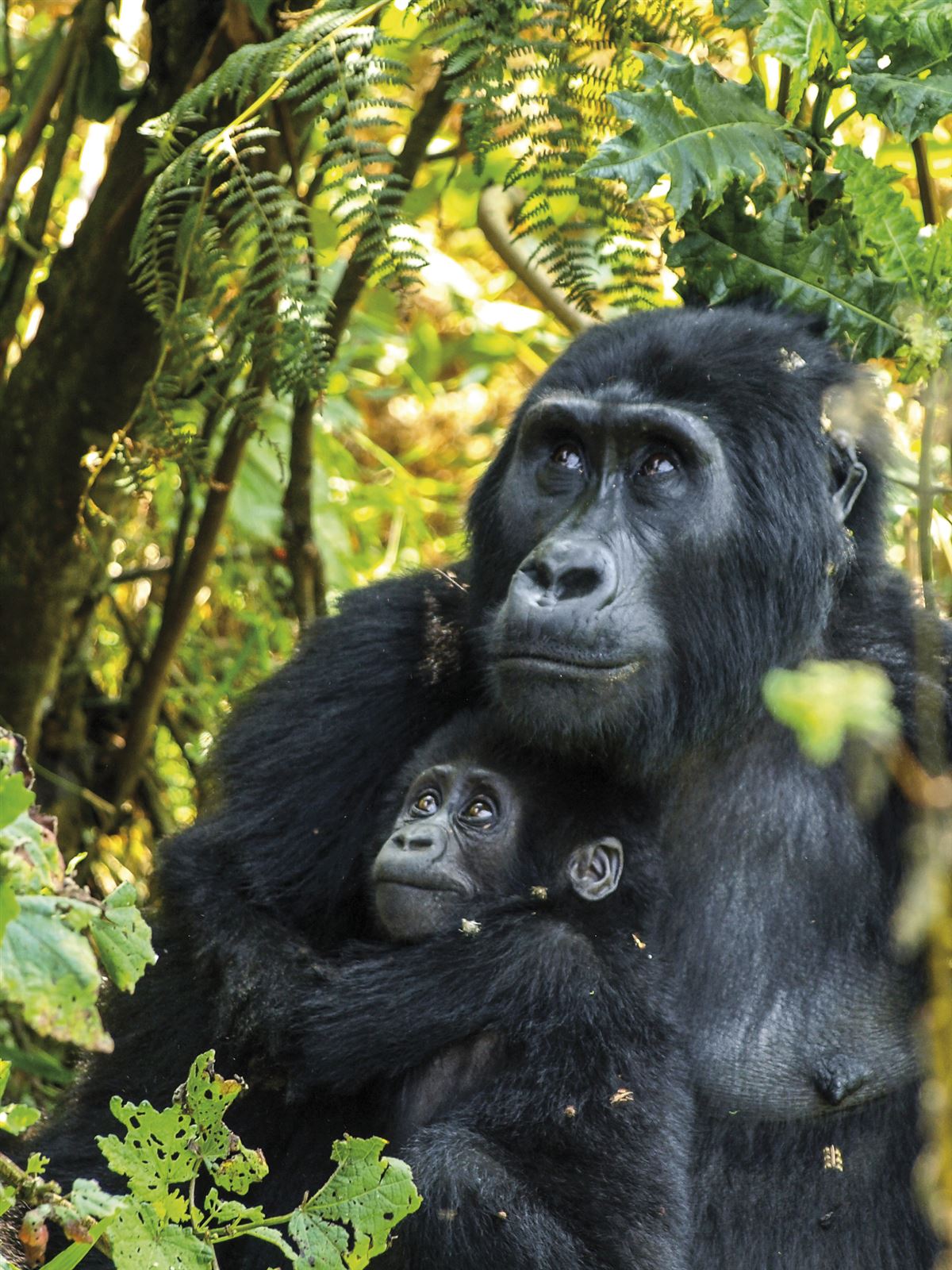 Gorilla-Mutter mit Jungtier