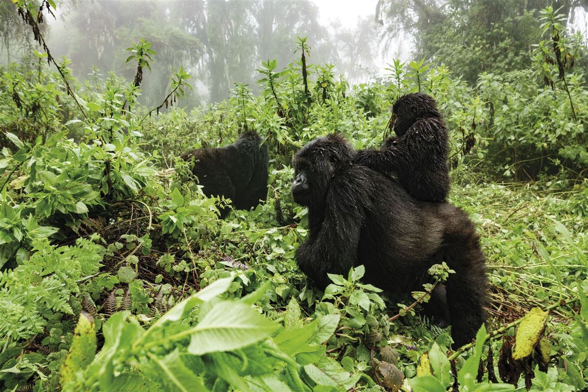 Gorilla-Mutter mit Jungem