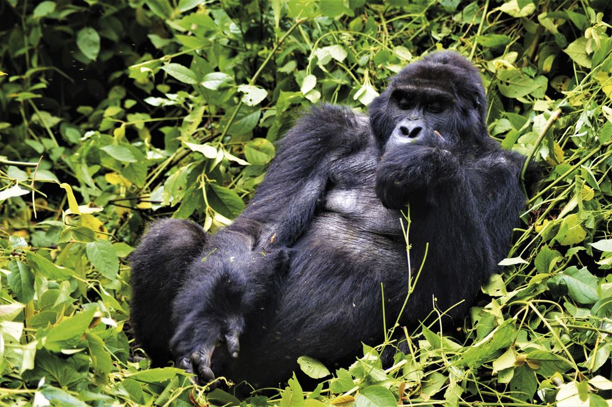 Berggorillas in Uganda