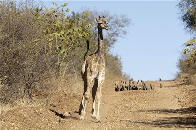 Wildnis und Traumstrände – Rundreise