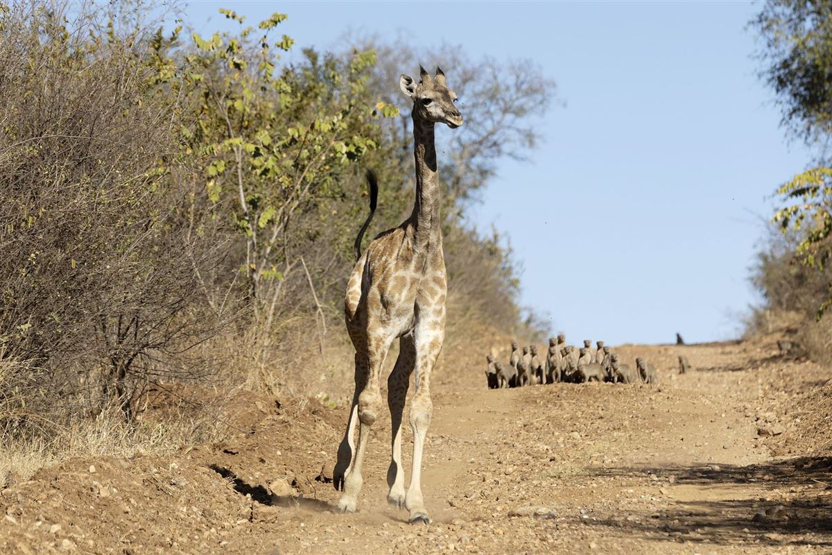 Junge Giraffe verfolgt von einer Mangusten-Bande
