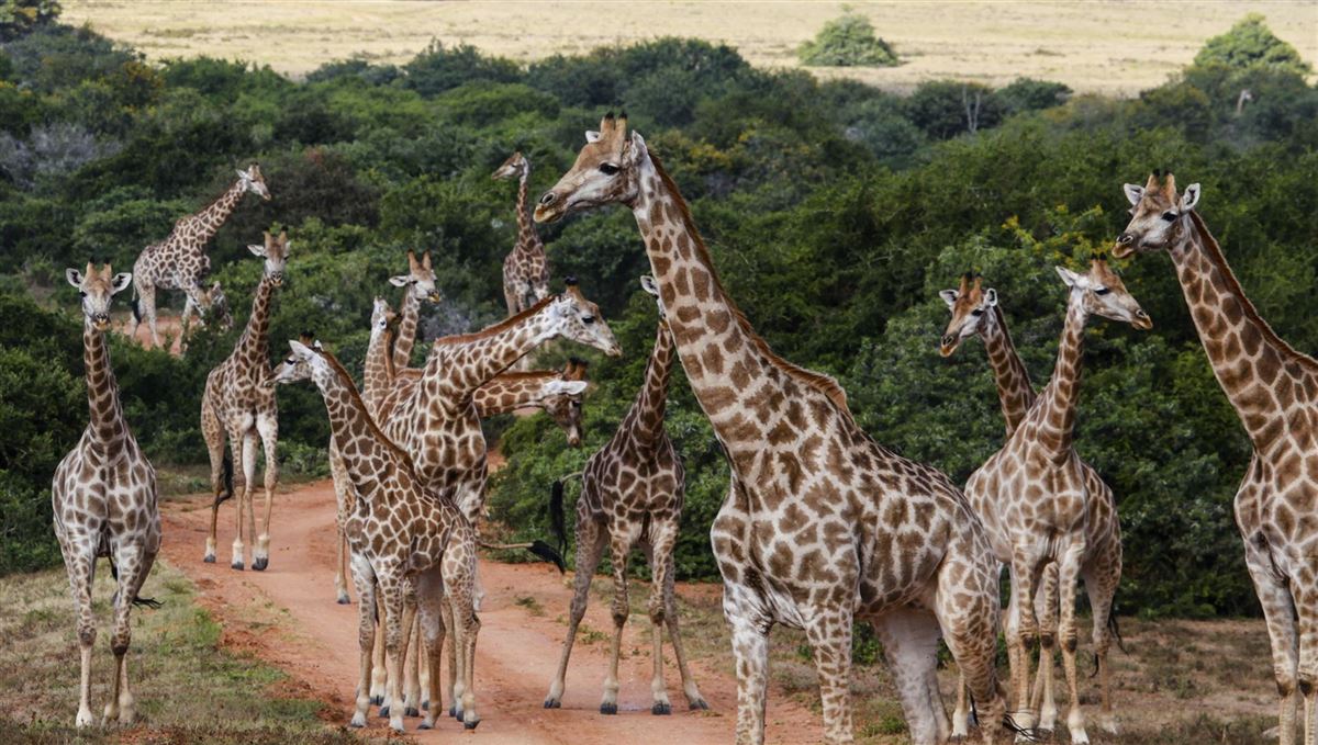 Giraffen versperren den Weg nach Hause