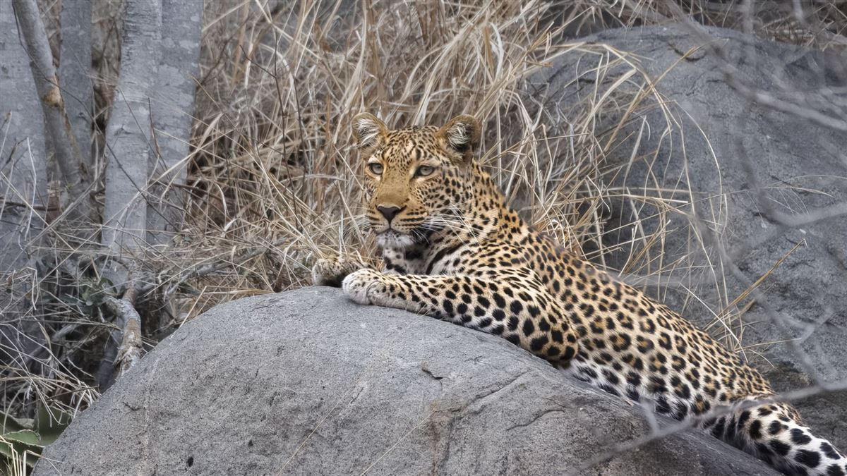 Bildhübsch, der Leopard