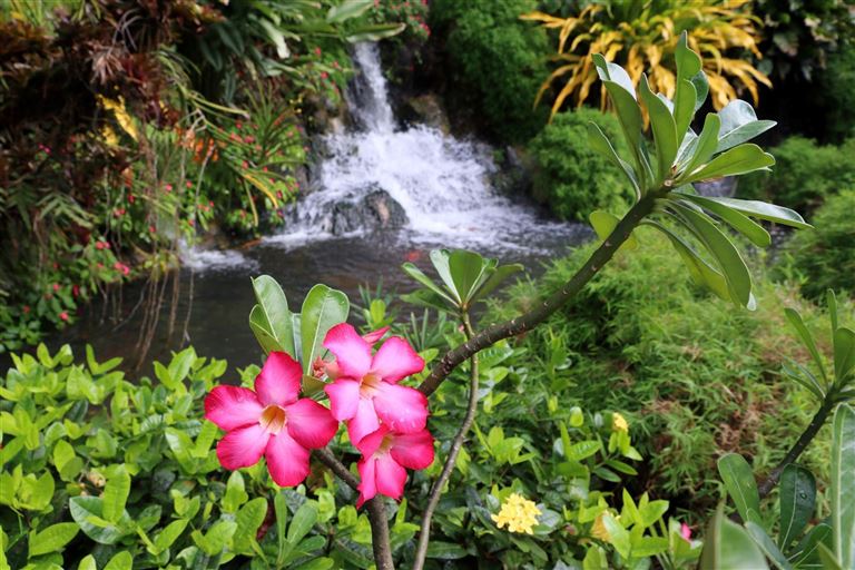 Martinique – Dominica – Guadeloupe – Rundreise
