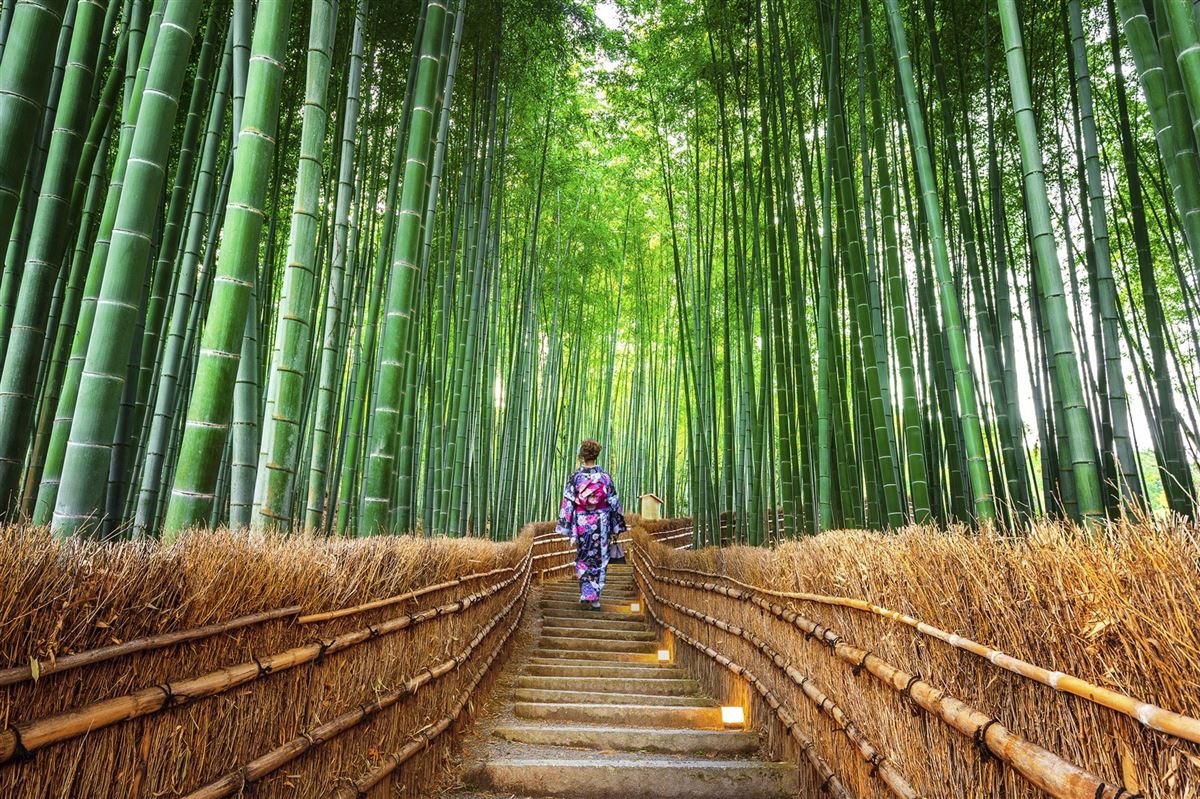 Der Bambushain von Arashiyama, Japan