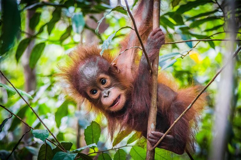 Malaysia & Borneos Naturwunder erleben © by Berge & Meer Touristik GmbH
