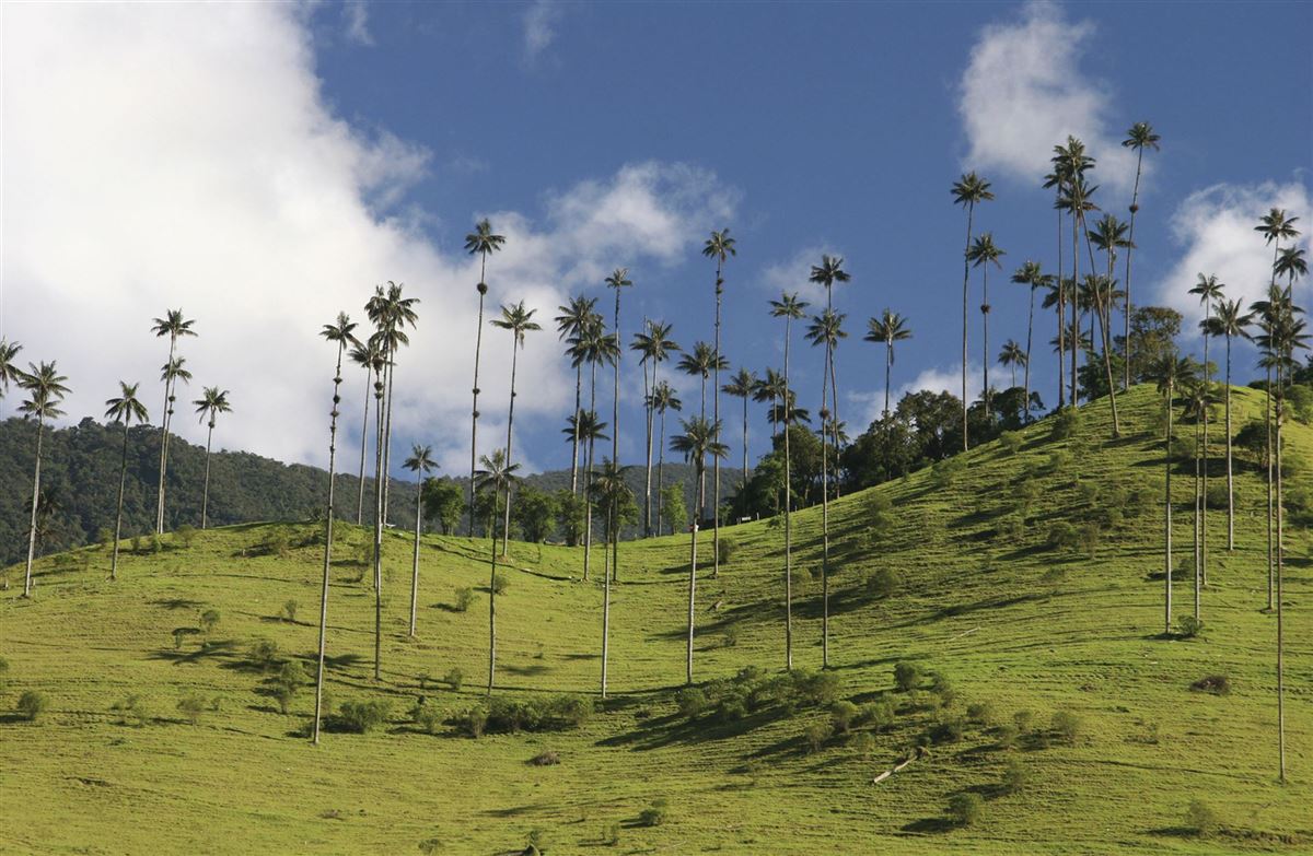 Ein Naturparadies, das Valle de Cocora
