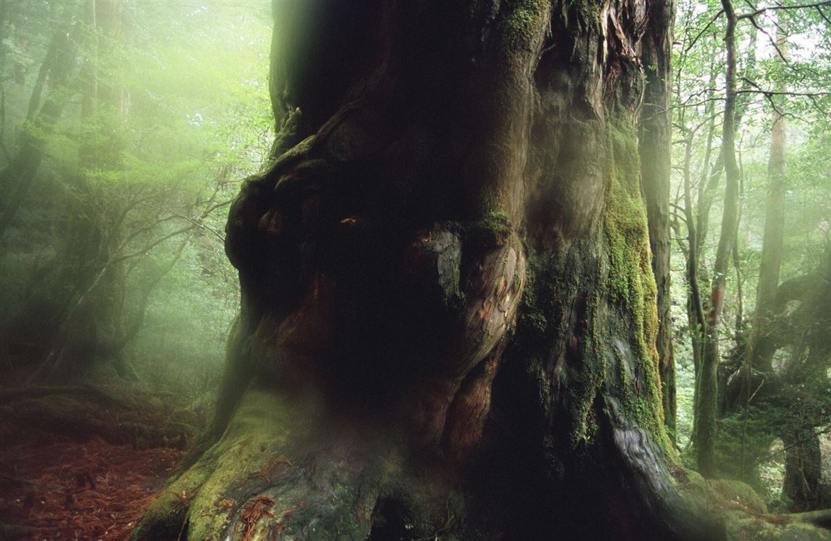 Großer Zedernbaum im nebligen Yakushima-Wald