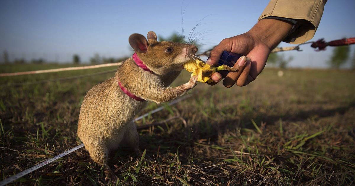 HeroRat