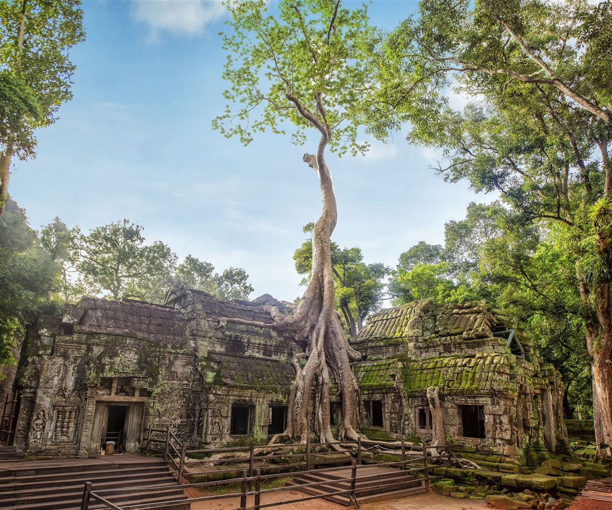 Gigantische Wurzeln: Angkor Ta Prohm Tempel