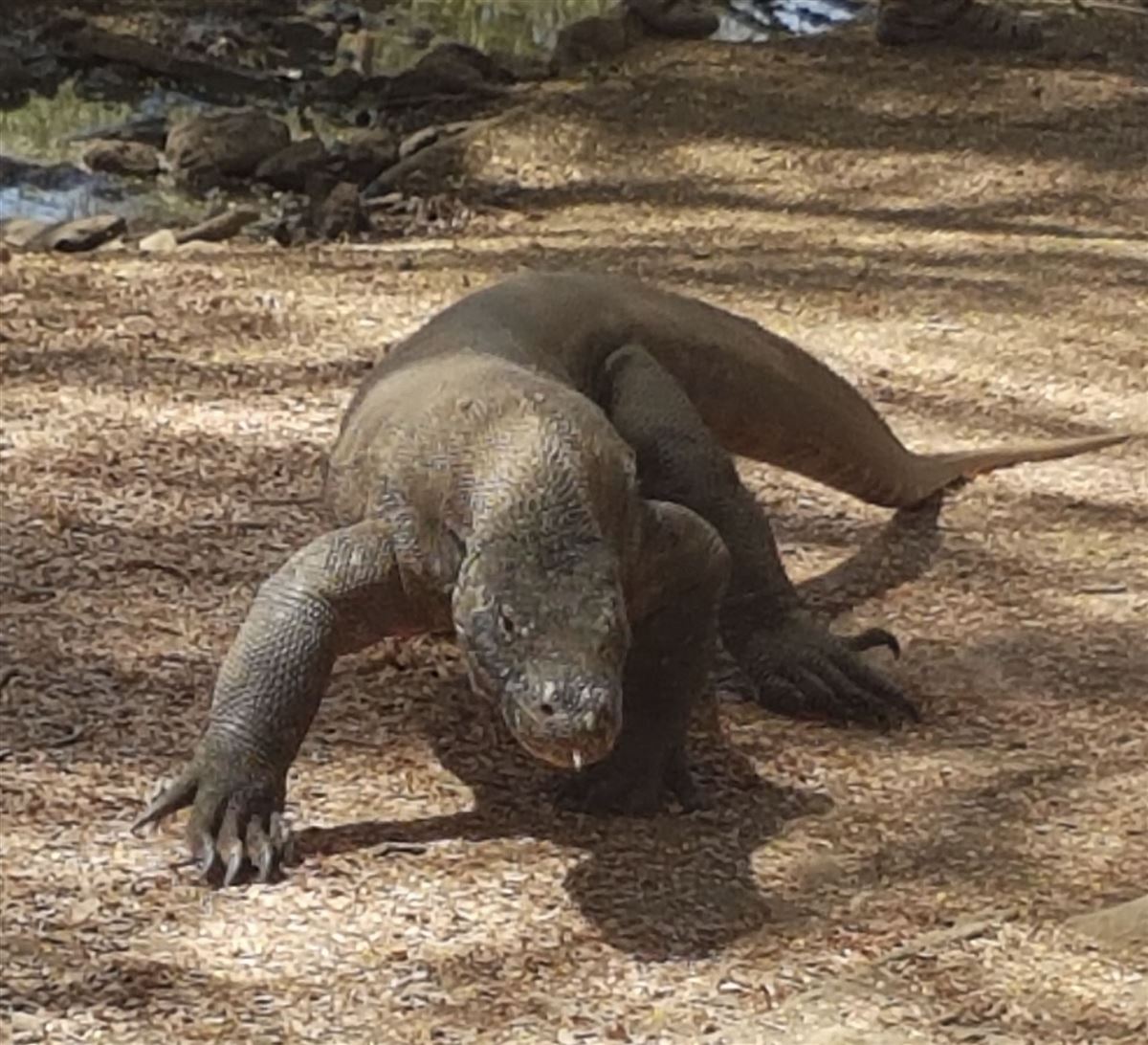Komodowaran