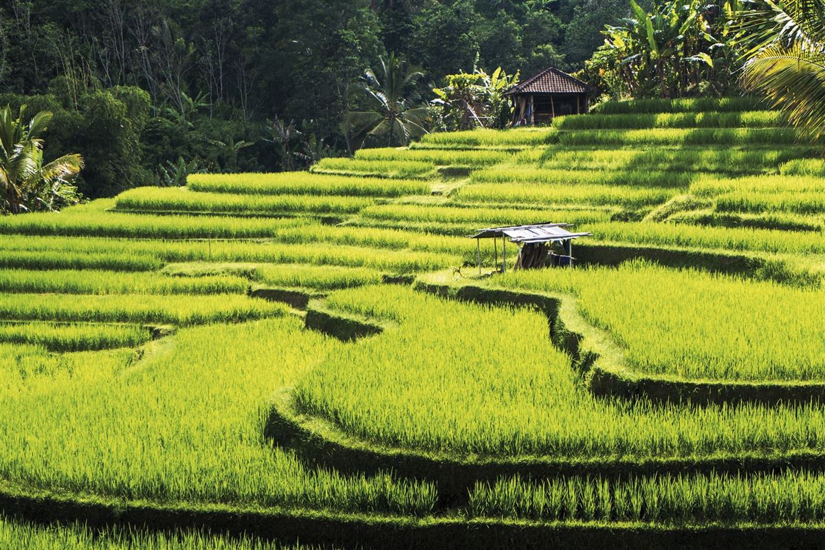 Terrassen auf Bali
