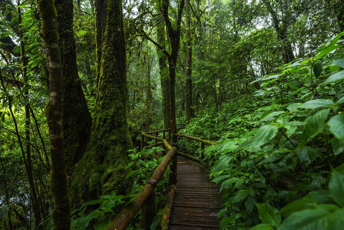 Holzbrücke im thailändischen Regenwald