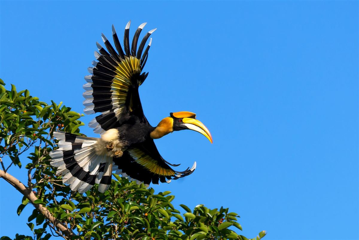 Großer Nashornvogel
