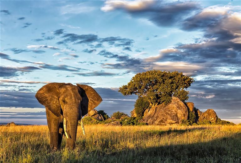 Serengeti darf nicht sterben – Rundreise