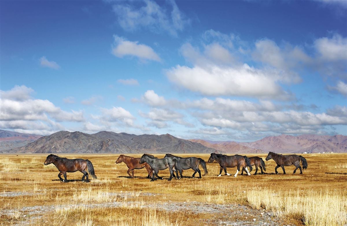Wildpferde in Grasslandschaft