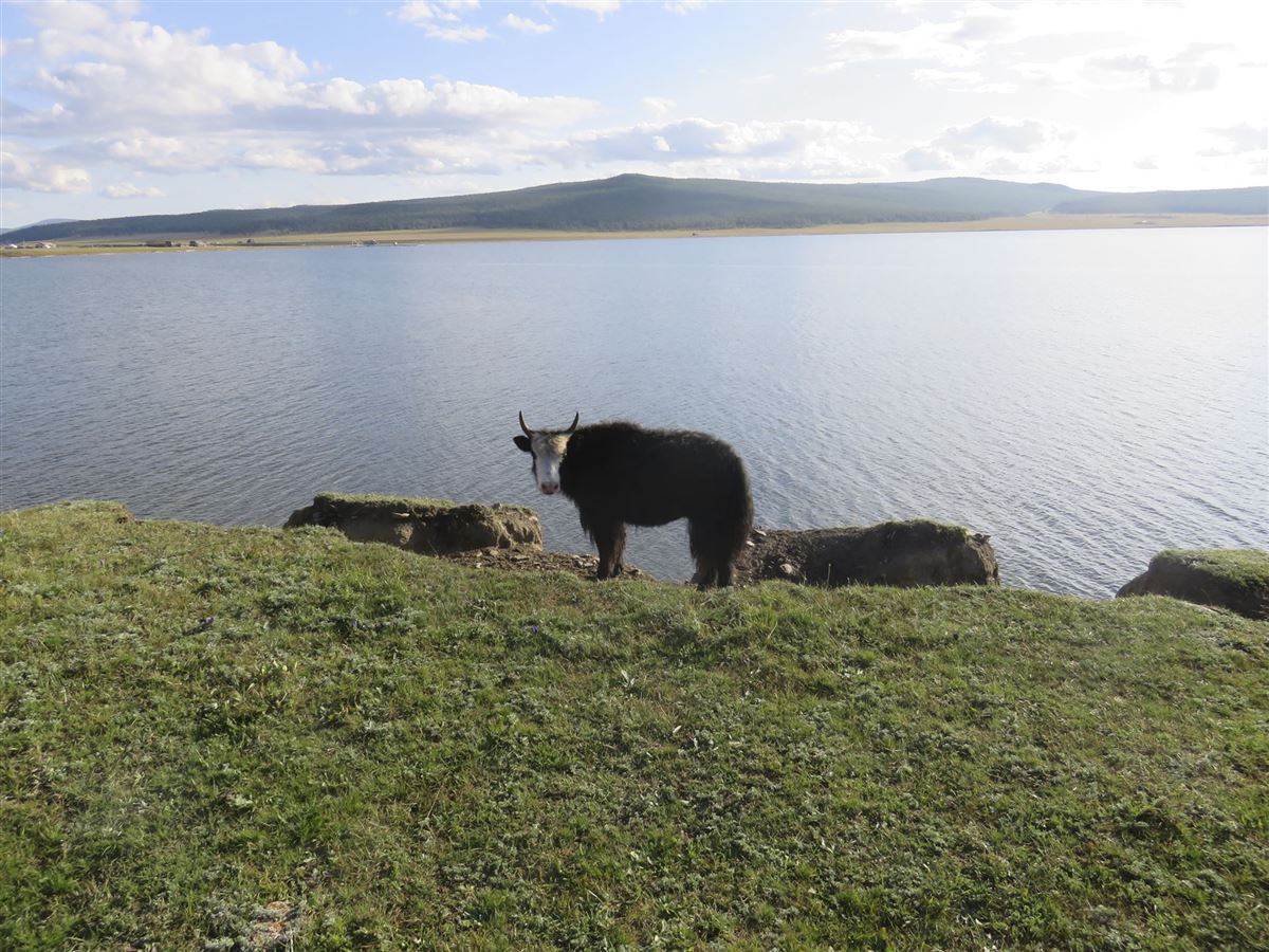 Yak am Ufer des Chövsgöl-Sees