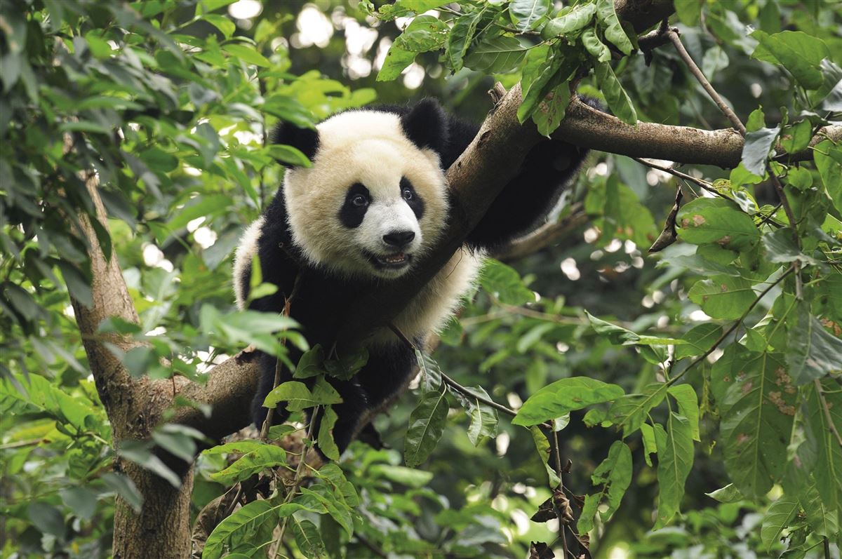 Im Pandazentrum in Chengdu