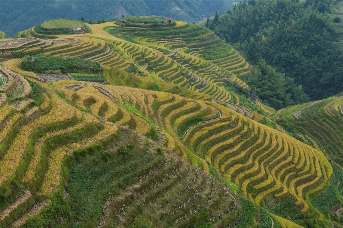 Reisterrassen-Panorama bei Yuanyang, Yunnan