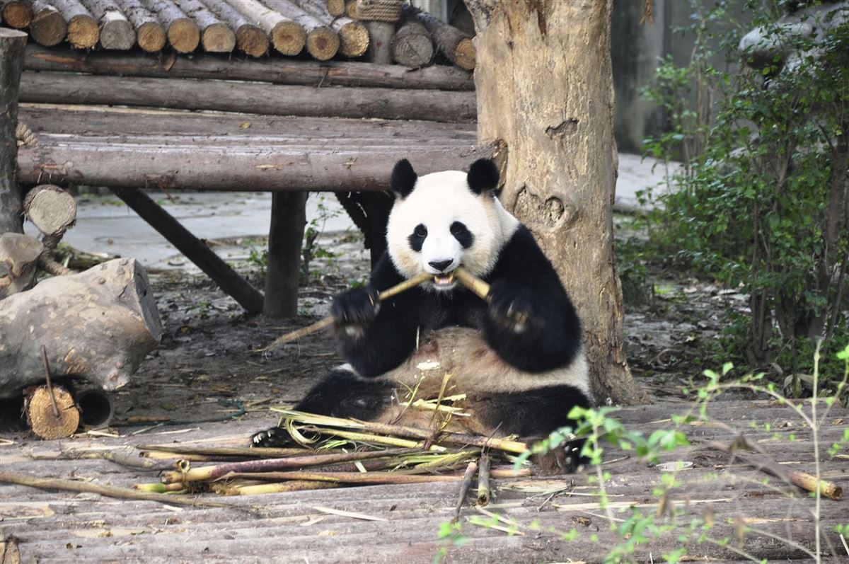 Pandabären-Aufzuchtstation in Chengdu, China