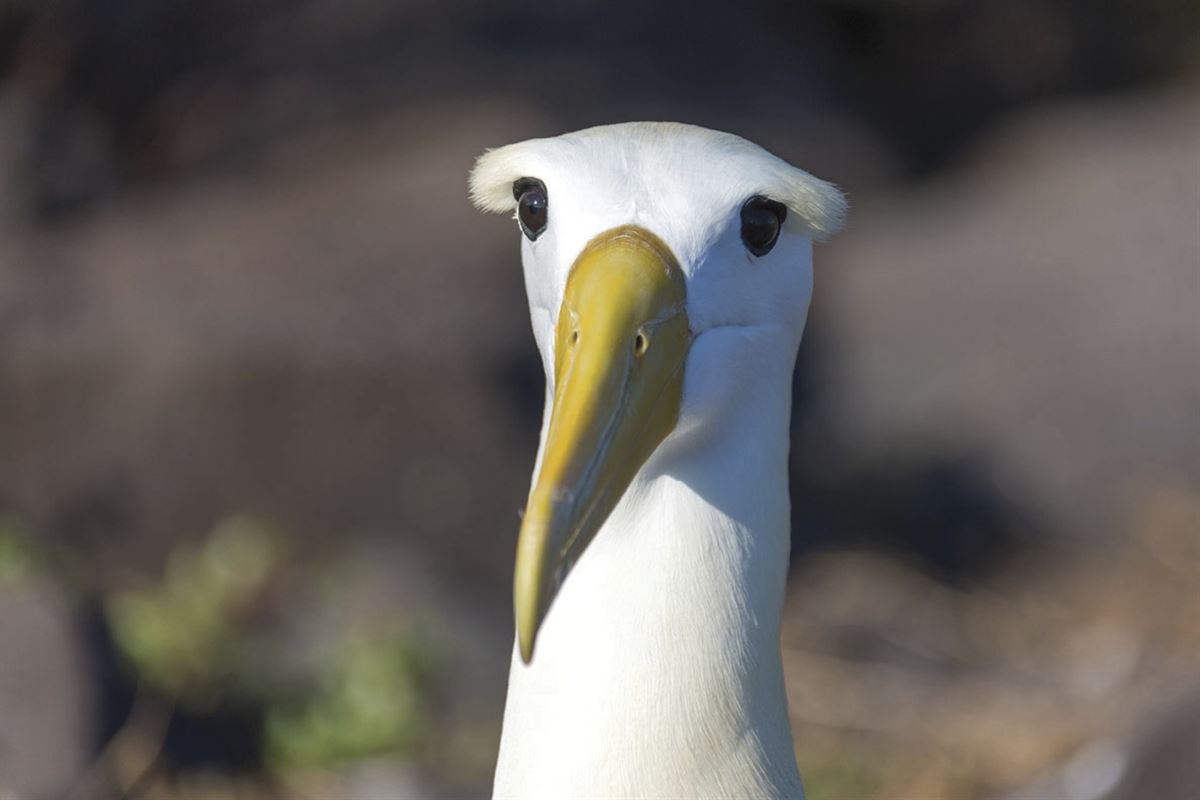 Albatros auf Española