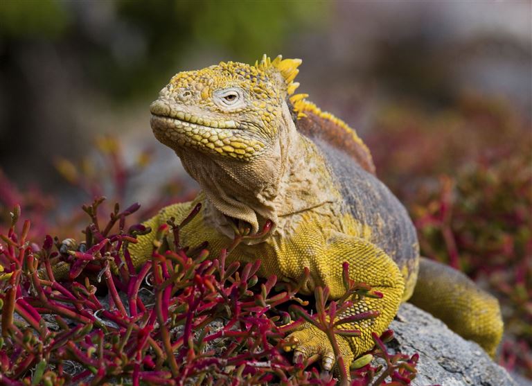 Galápagos kompakt – Rundreise