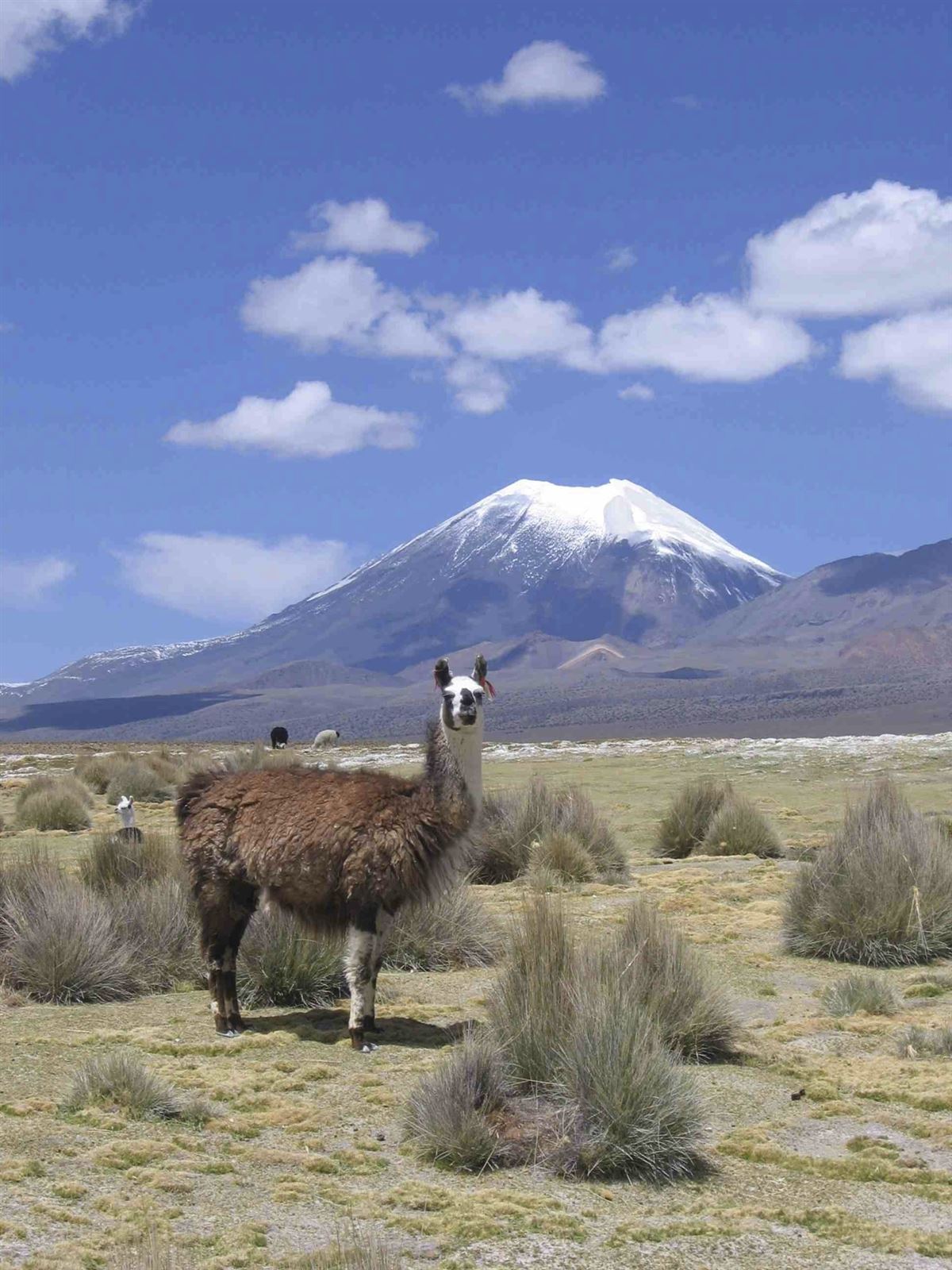 Auf dem bolivianischen Altiplano