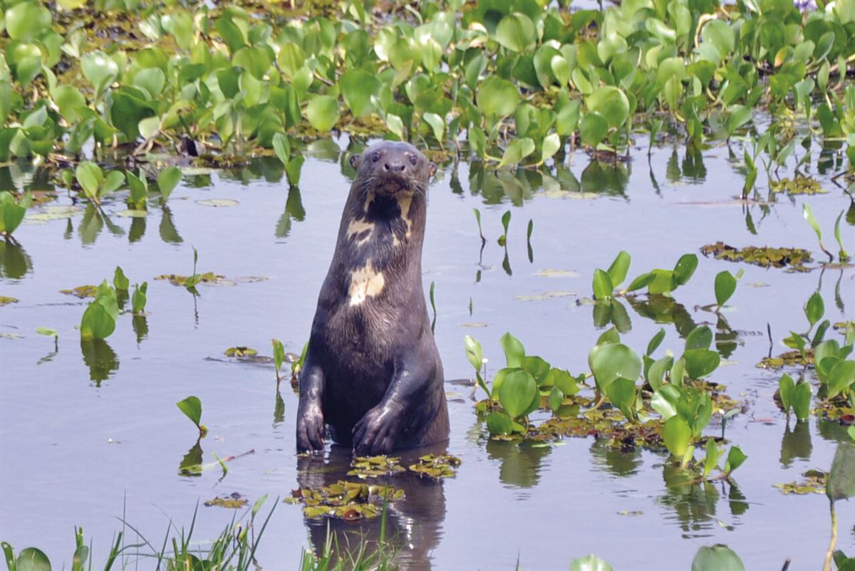 Bolivianisches Pantanal