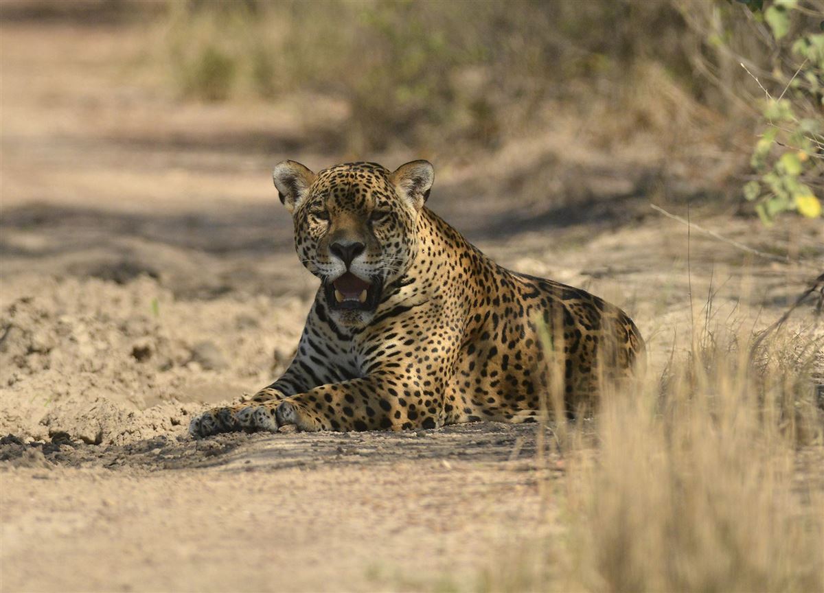 Jaguar im Pantanal