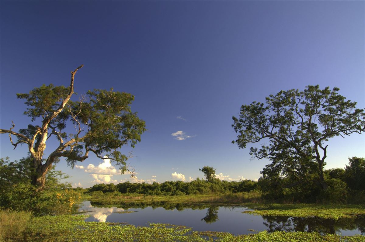 Im Madidi Nationalpark
