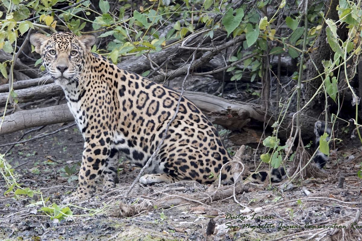 Jaguar auf der Ranch bei San Miguelito