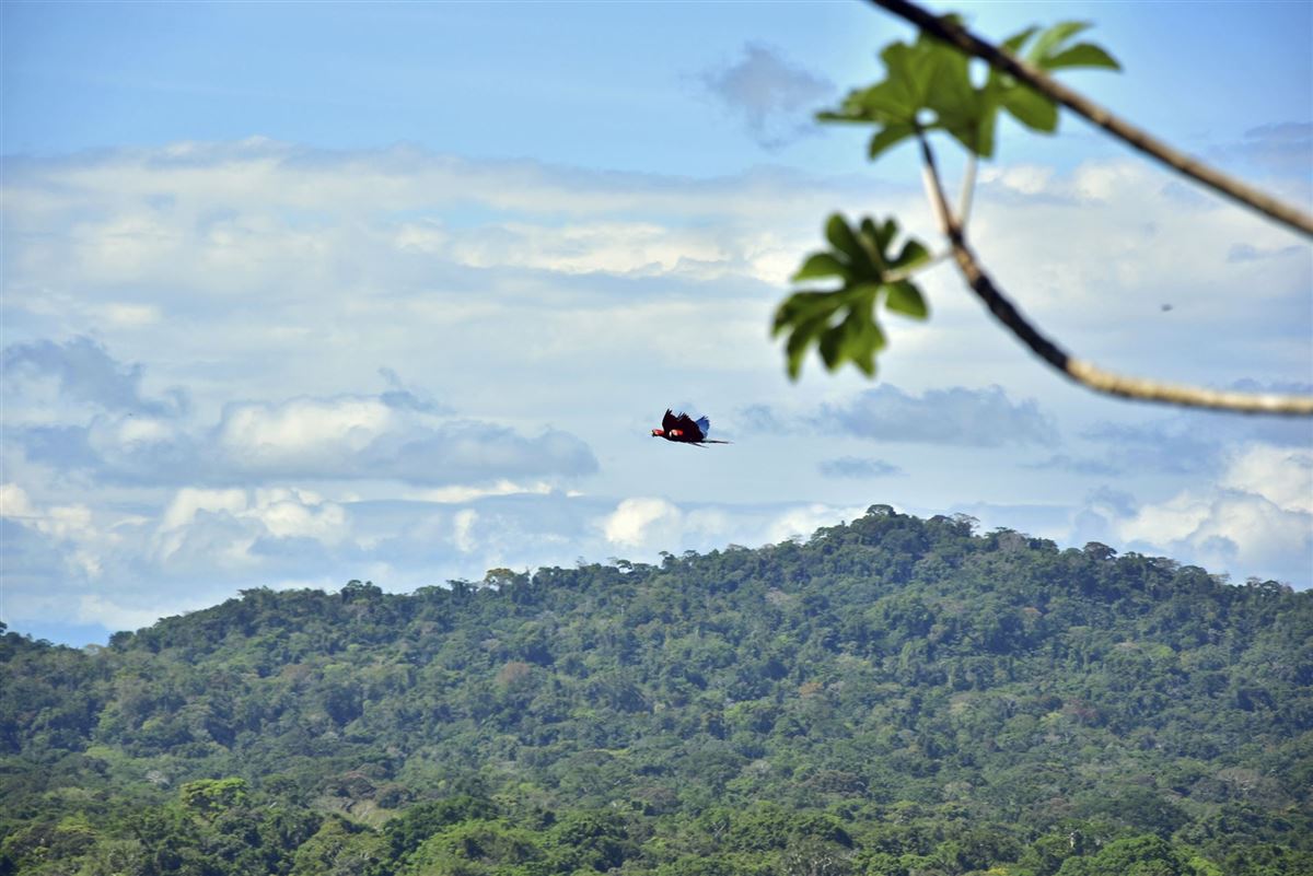 Madidi NP.