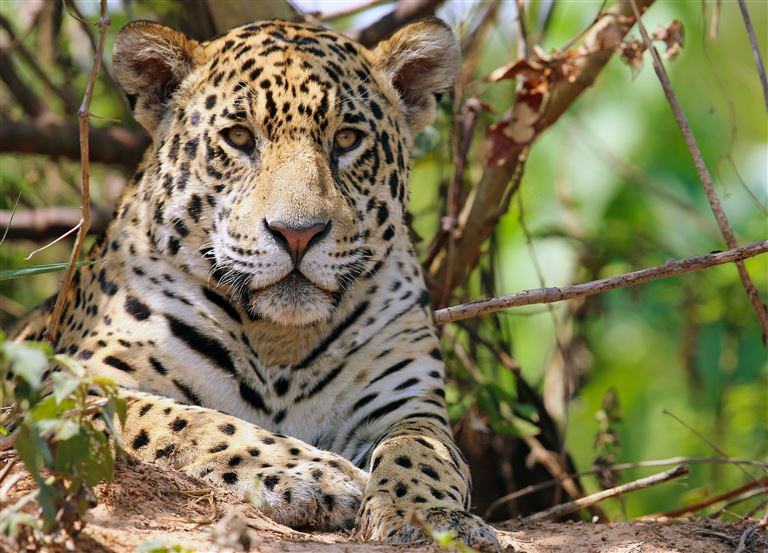 Auf den Spuren von Jaguar, Kaiman und Ameisenbär © by DIAMIR Erlebnisreisen GmbH