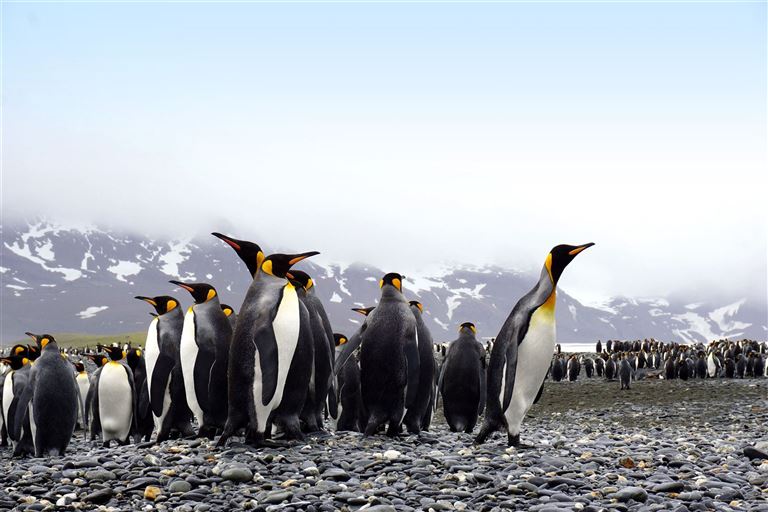 Antarktis und Kaiserpinguine  – Rundreise
