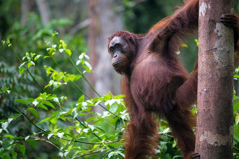 Pongo Pongo, Baby! © by DIAMIR Erlebnisreisen GmbH