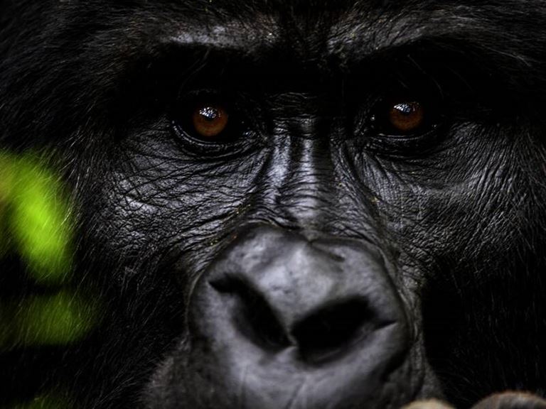 Uganda mit Gorilla-Tracking – Rundreise